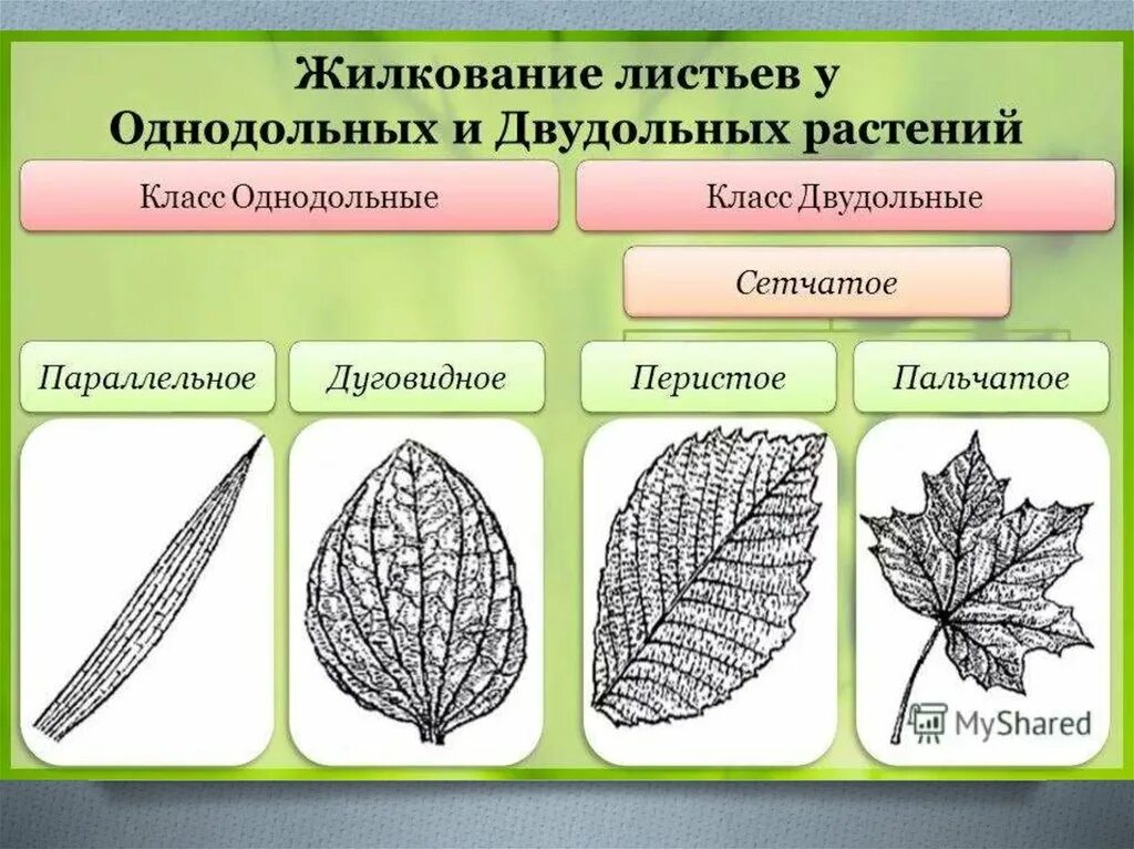 Плауновые однодольные двудольные хвойные. Для двудольных растений характерно жилкование. Жилкование листьев у однодольных растений. Какое жилкование листьев у однодольных растений. Типы жилкования листа.