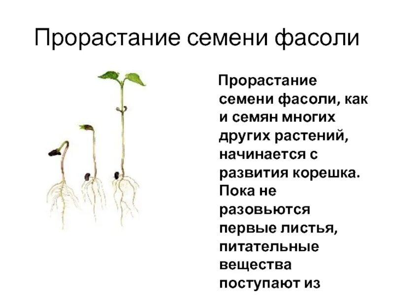 Первым из семени появляется. Прорастание семян фасоли. Этапы прорастания семян фасоли. Семена фасоли прорастание. Проект прорастание семян.