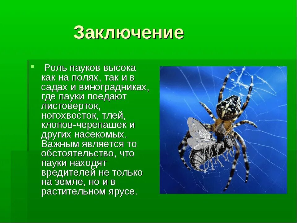 Насекомые и паукообразные. Роль паукообразных в природе. Доклад про паука. Сообщение на тему пауки.