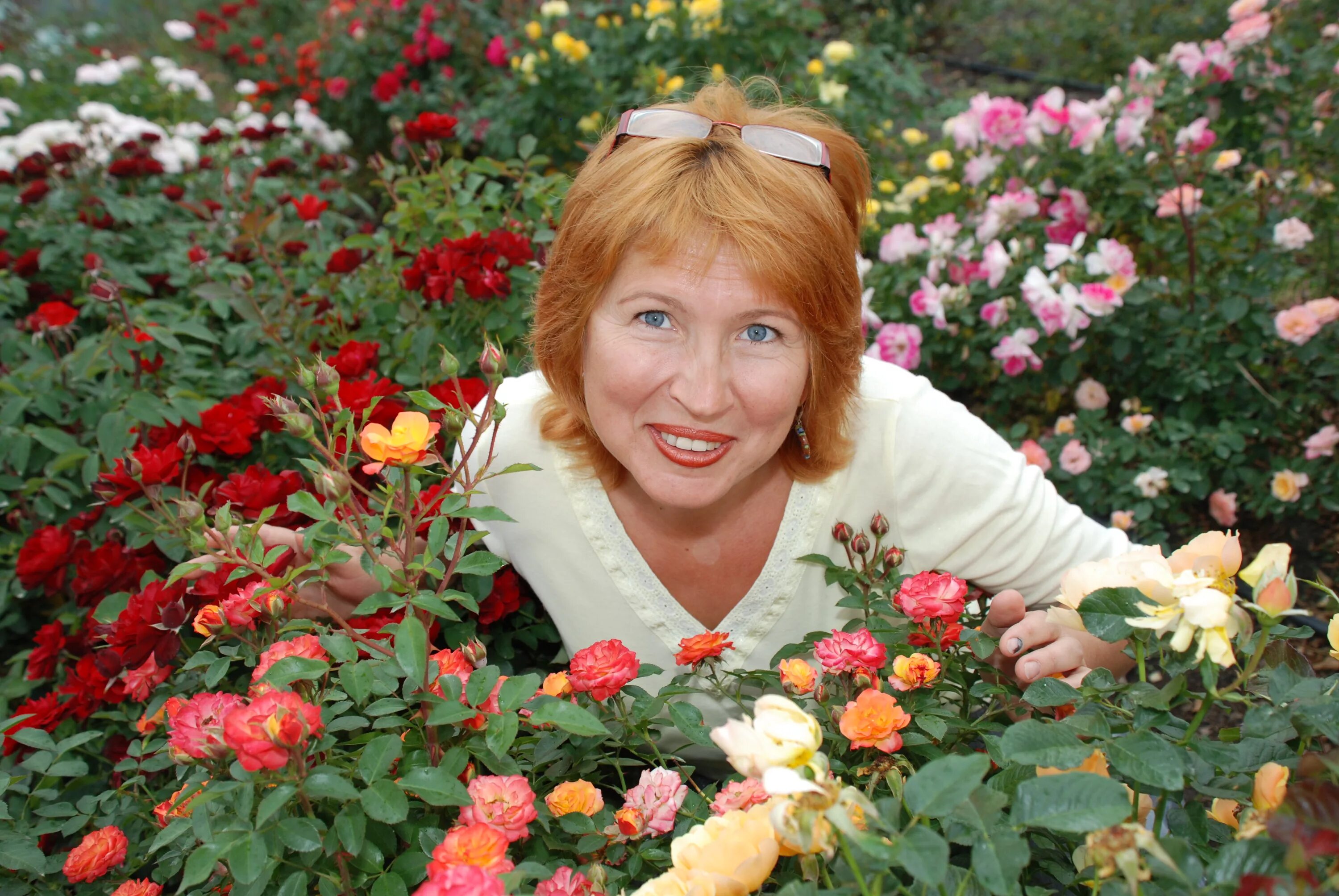 Татьяна чех розы. Розы у татьяны на вднх. Американ прайд роза. Розы у татьяны на вднх. Татьяна чех розы.
