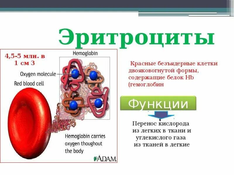 Содержит белок гемоглобин эритроциты. Клетка гемоглобина.
