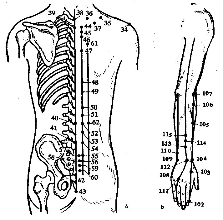 Длин поясница. Акупунктурные точки позвоночника. Точки акупунктуры на спине. Активные точки на спине акупунктура. Схема 12 меридианов акупунктуры.