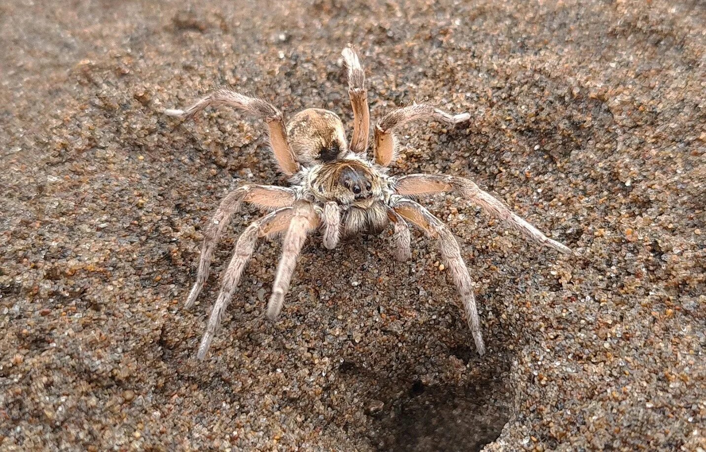 Тарантул Lycosa Narbonensis. Южнорусский Тарантул. Тарантул паук волк. Lycosa aragogi. Spider island