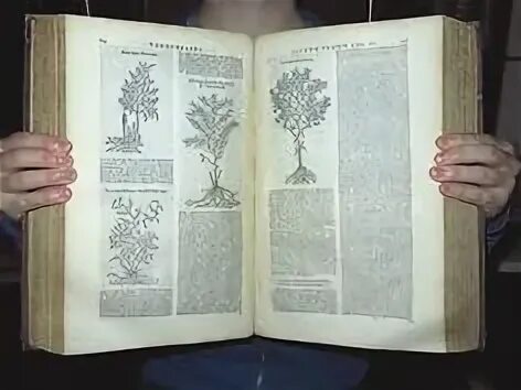 Естественная история растений. Historia plantarum книга. естественная история растений теофраст. трактат истории растений теофраста. история растений (книга теофраста).