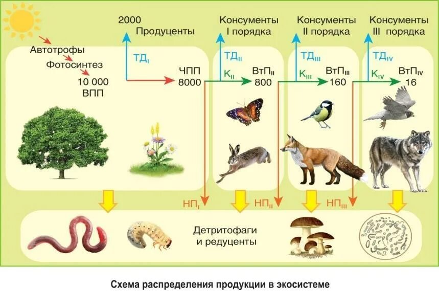 Продуцент первого порядка