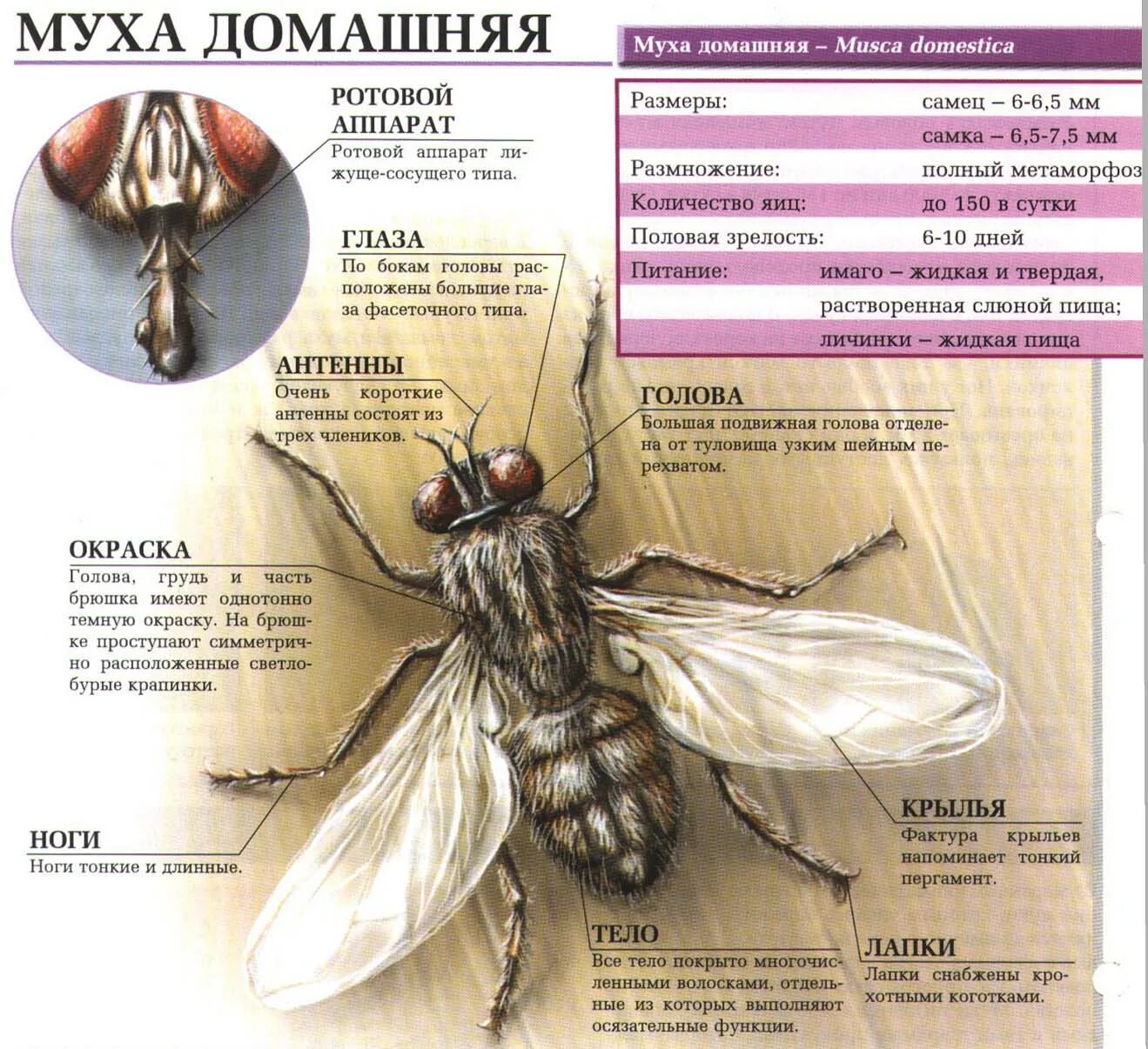 Почему появилась муха. Муха (насекомое) строение. Муха осенняя жигалка жизненный цикл. Внешнее строение насекомых Муха. Комнатная Муха и Муха жигалка.