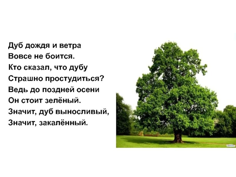 Стих про дуб. Стихотворение про дуб для детей. Загадка про дуб. Токмакова дуб стих.