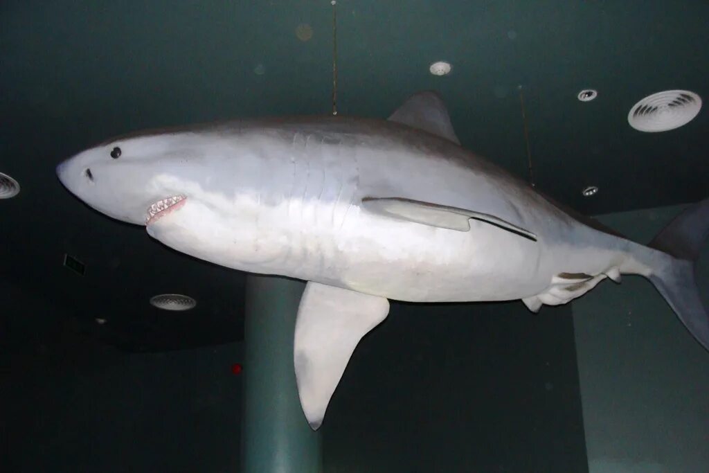 Акулы во владивостоке. Белая акула Владивосток.
