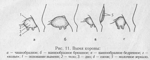 Один сосок твердый а другой мягкий