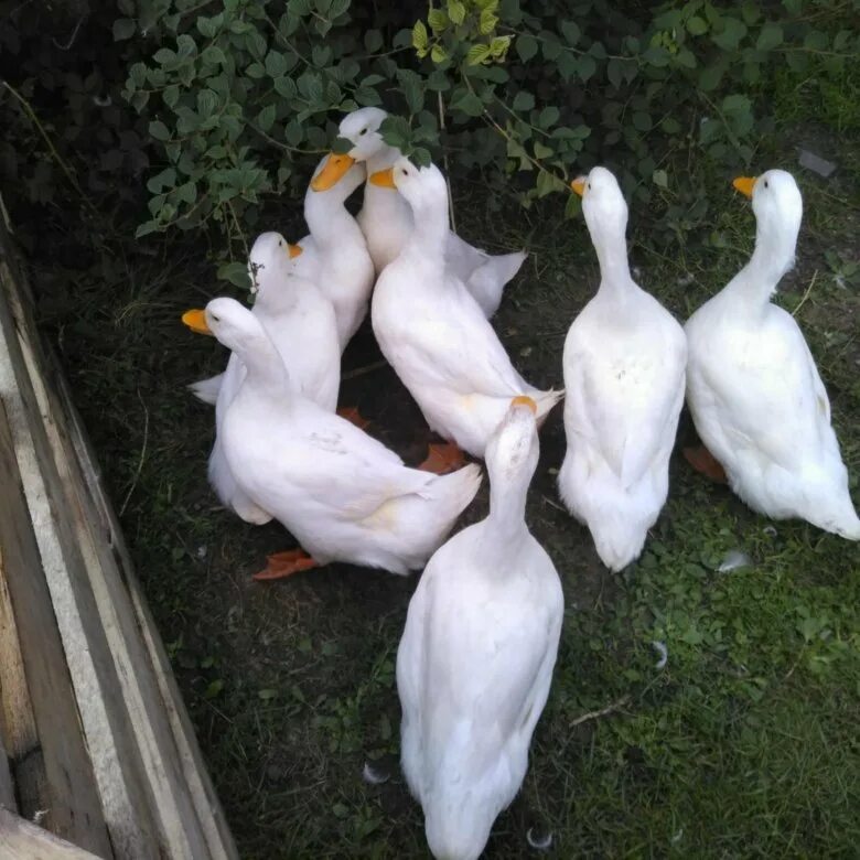 Утиные яйца домашние. Яйцо утиное инкубационное. Сколько стоят утиные. Утка стар 53. Утка тушка.