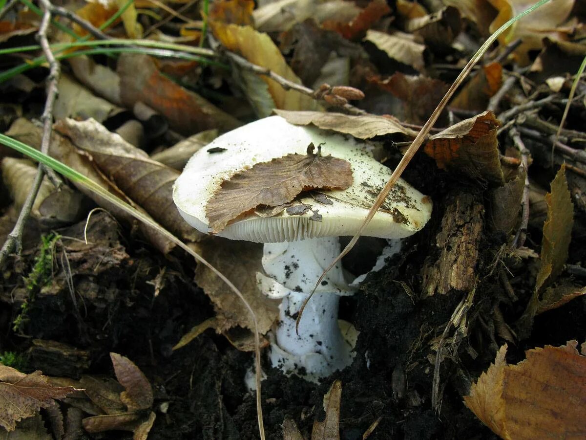 Строфария корончатая (Psilocybe coronilla): описание, где растет, как отличить, 