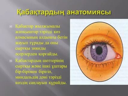 Бразилиялық құл киска жалайды