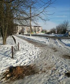 Новозыбков фокс