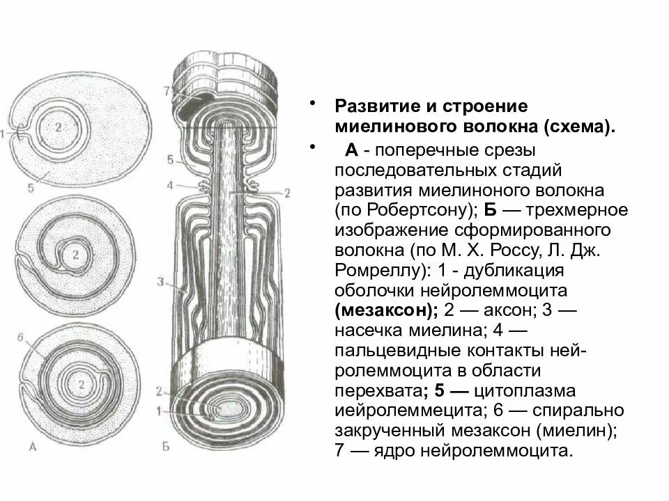 Формирование нервных волокон. Волокна криминалистика. Схема безмиелиновых волокон. Стадии развития миелинового волокна. Формирование миелинового нервного волокна.