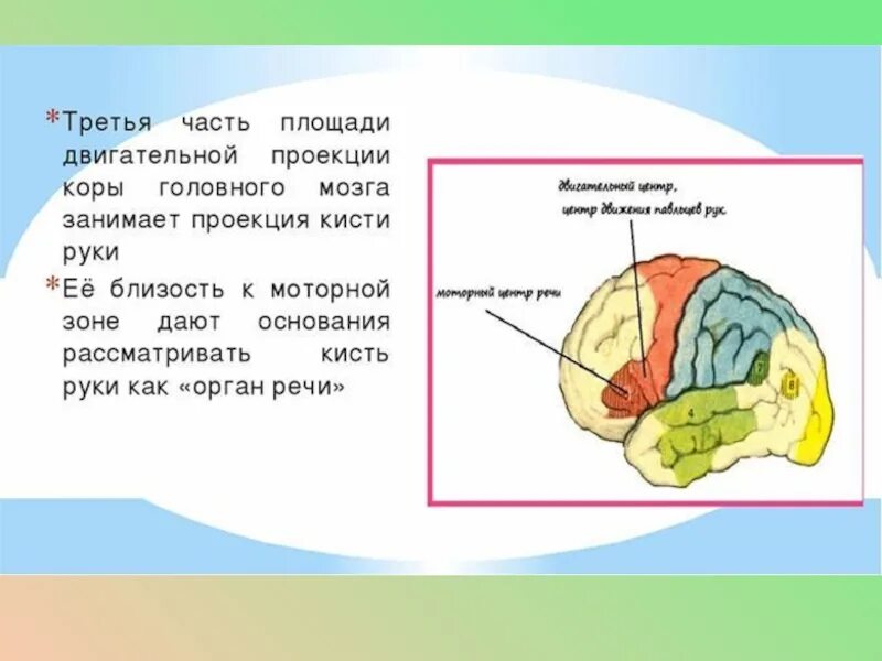 Руки развивают мозг. Центры моторики движения в коре головного мозга. Проекция кисти руки в головном мозге. Отдел мозга отвечающий за руки. Зоны мозга отвечающие за речь и мелкую моторику.