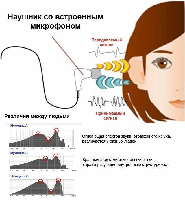 Эхо гостомеля. Биометрия по ушной раковине. Заложенность и Эхо в ухе. Идентификация на основе акустических характеристик уха.