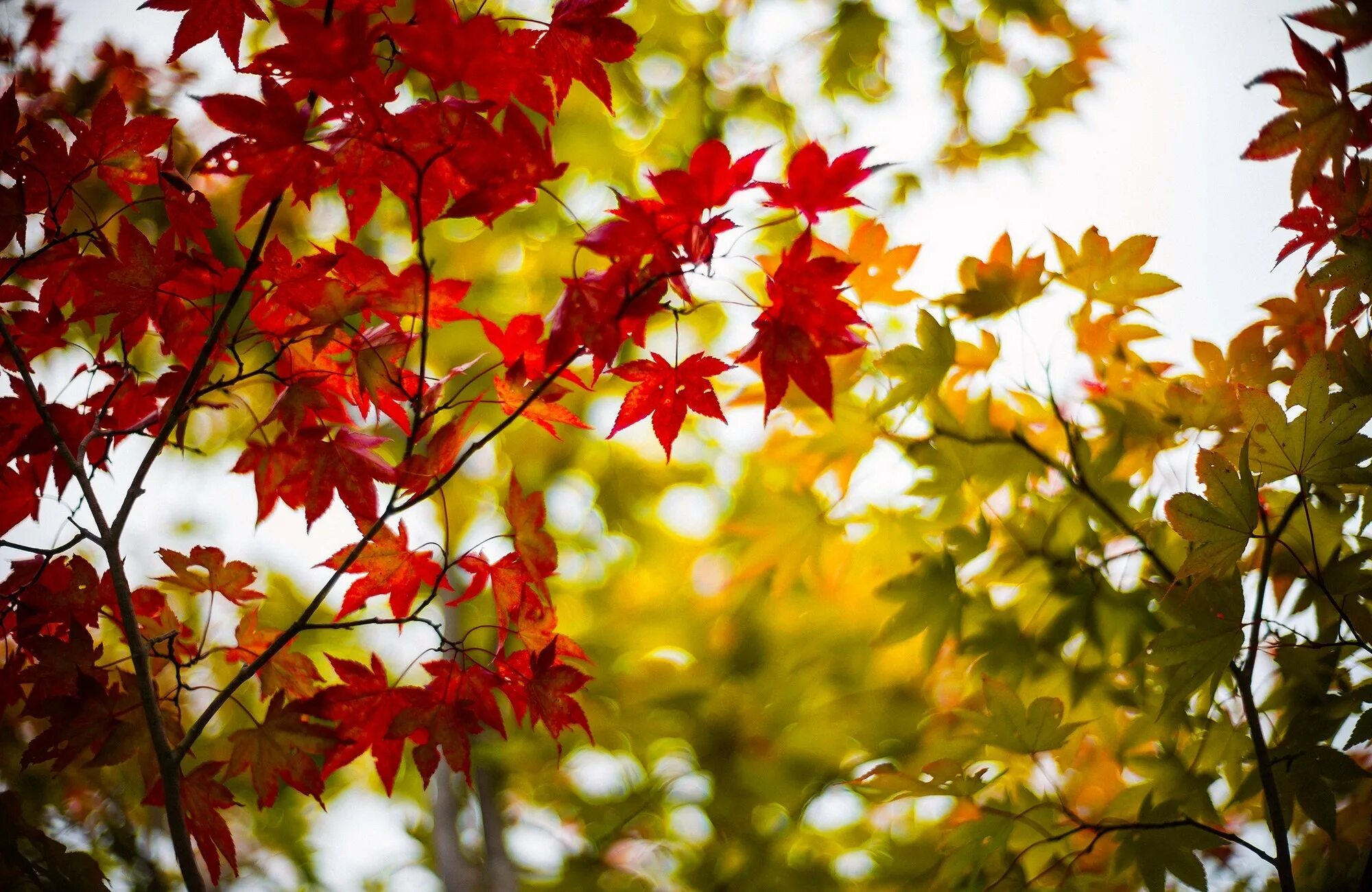 Клен дерево. Красивые осенние листья. Хорошо листва. Красивые осенние листья. Листики осенние.