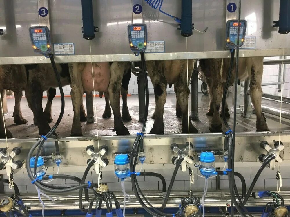 дойный аппарат для коров. доильный аппарат доярушка. машинное доение коров. делаваль доильный зал для коз. машинное доение коров.