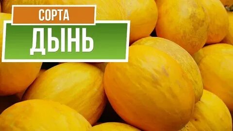 Лучшая дыня для средней полосы
