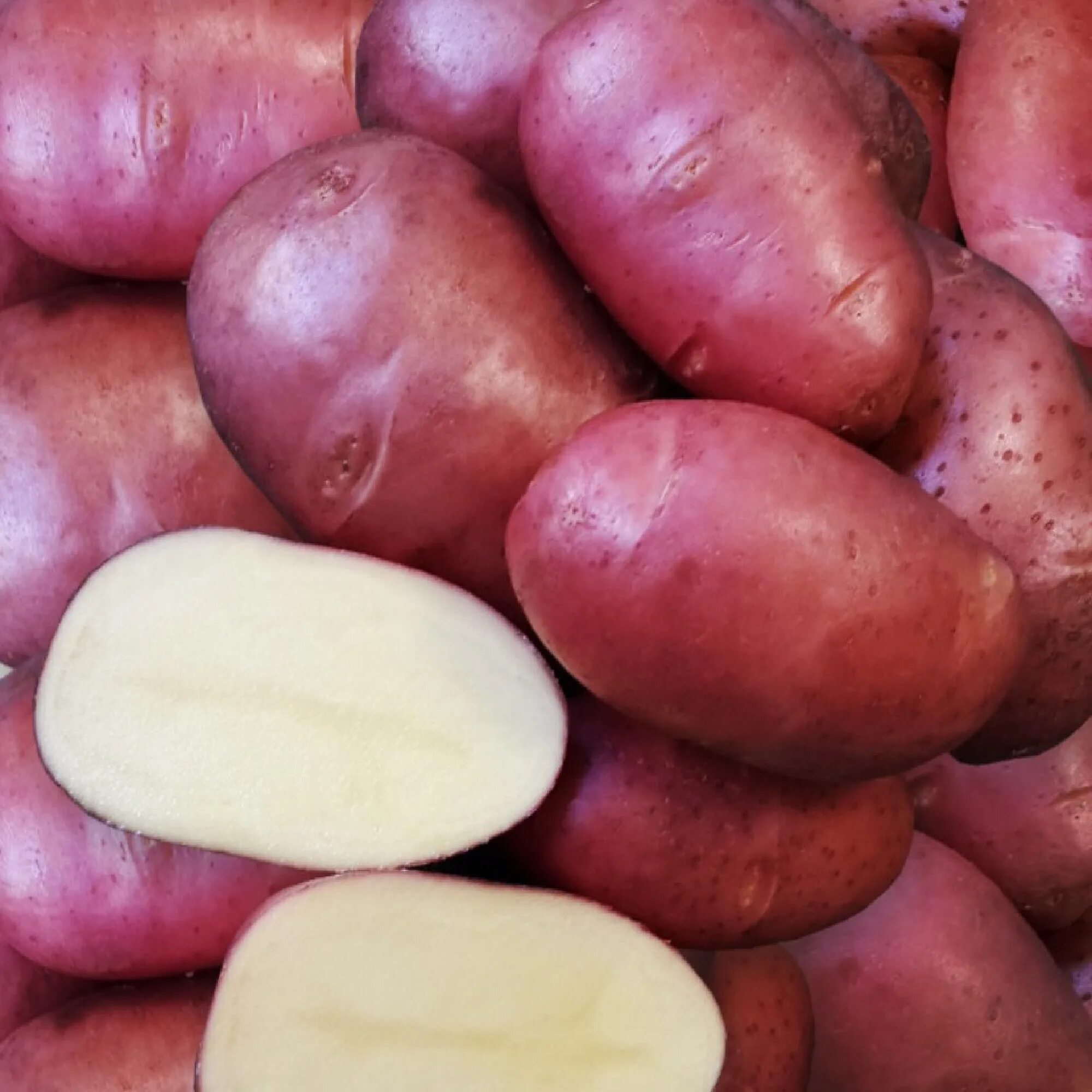 Сорт картофеля Мерлот. Сорт картошки Тайфун. Сорт картофеля Аляска. Сорт картофеля Дезире.