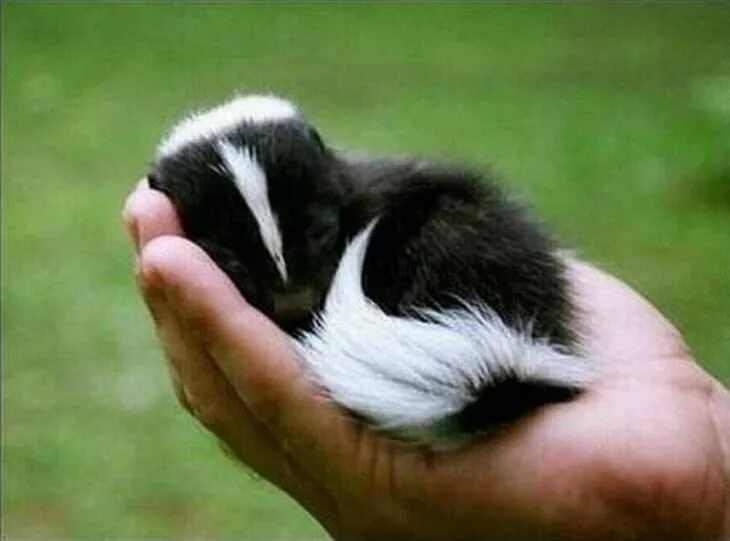 Дети скунсов. Скунс полоскун. Полосатый скунс. Скунс америка. Полосатый скунс.