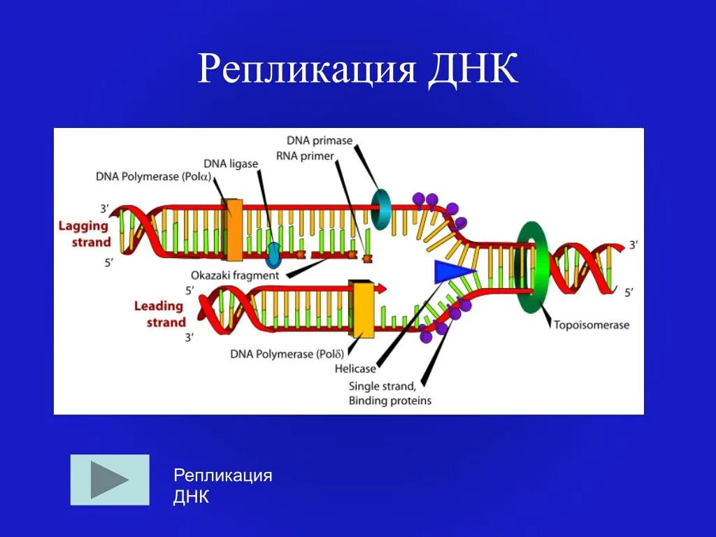 Схема репликации ДНК. 3) Репликация ДНК. Репликация биология схема. Репликация удвоение ДНК. 3 этапа репликации