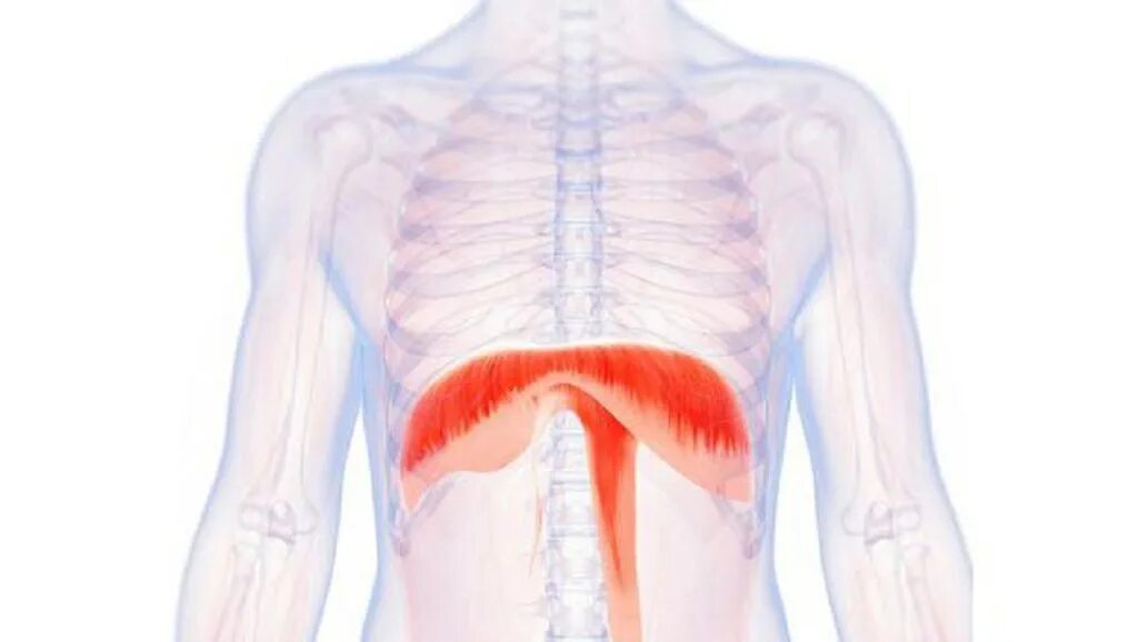 Орган отделяющий грудную полость от брюшной. Грудобрюшная диафрагма. Грудобрюшная диафрагма анатомия расположение. Грудо-брюшная диафрагма. Мышцы диафрагмы грудной клетки анатомия.