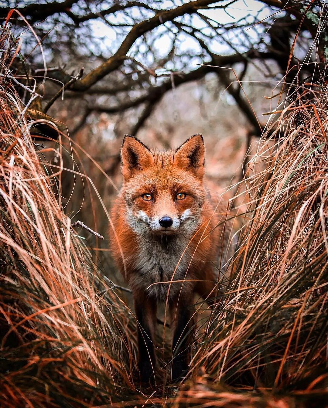 Рыжая fox. Рыжая Фокс. Лиса. Фото лисы. Красивая лиса.