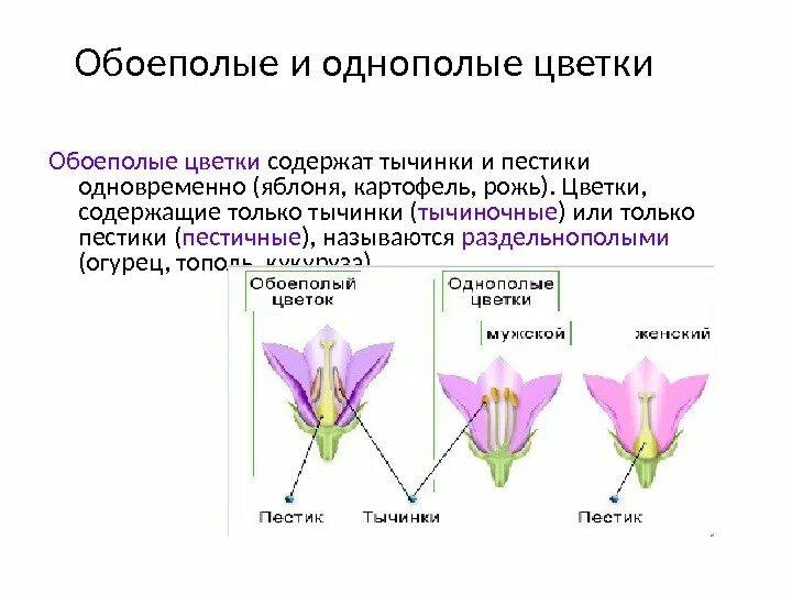 Обоеполые раздельнополые растения. Однополые и обоеполые цветки. Цветки обоеполые и раздельнополые 6 класс биология. Однополые цветки характерны для. Строение обоеполого цветка.