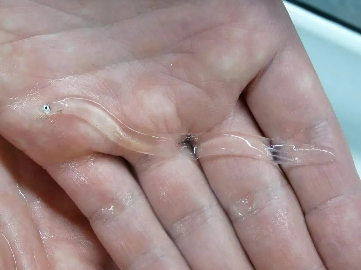 прозрачные червяки