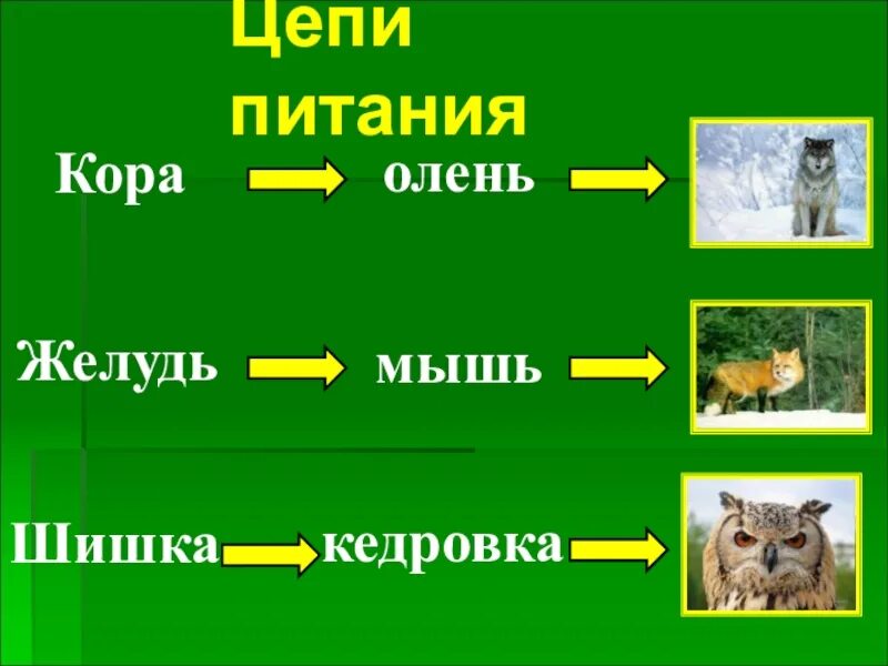 Составь цепь питания 4 класс. Цепи питания. Цепочка питания. Цепь питания в лесу. Пищевая цепочка леса.