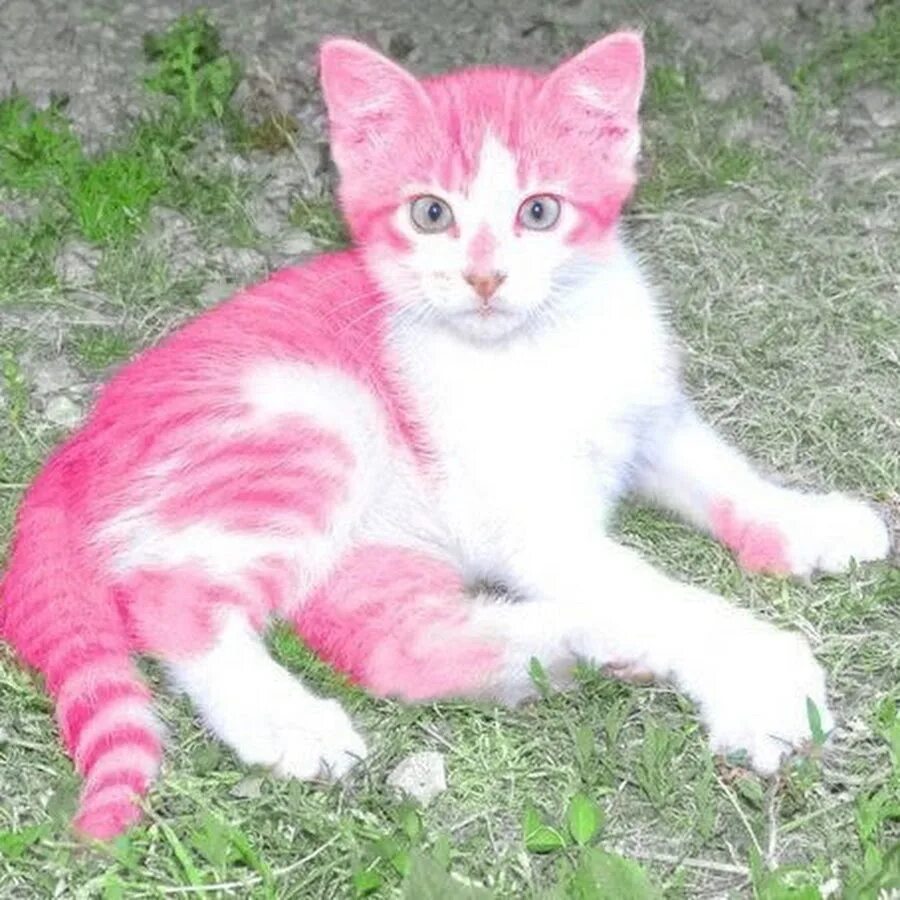 Кошка розового цвета. Розовая кошка. Розовый кот. Кошка белая. Кошка розового цвета.