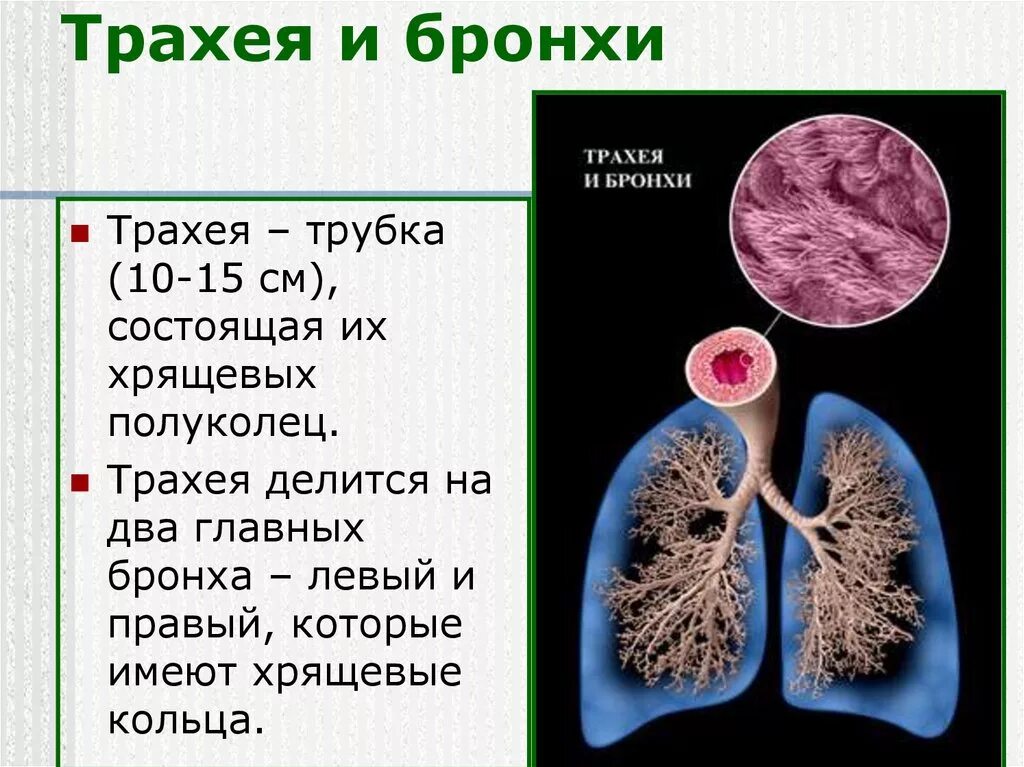 Функции трахеи. Бронхи человека функции. Строение и функции трахеи и бронхов. Функции бронхов кратко. Трахея и главные бронхи строение и функции.