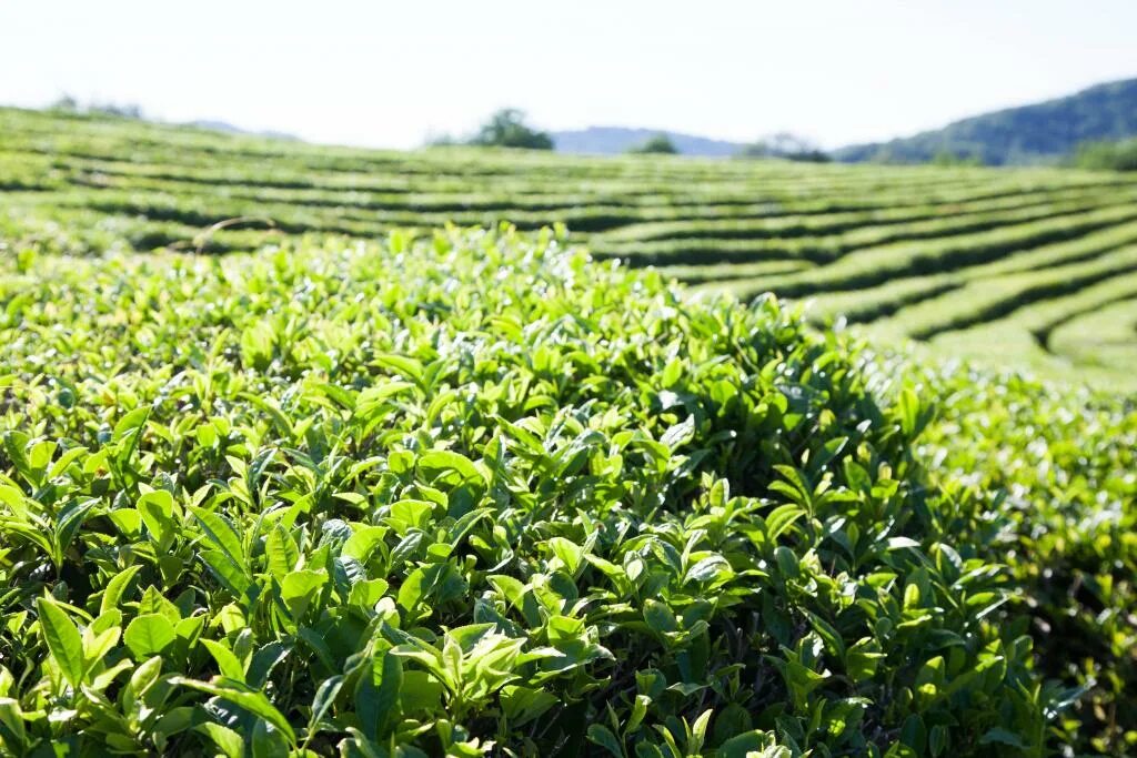 В россии растет чай. Чайные плантации Мацеста чай. Мацеста чай плантации. Чайные плантации Сочи Мацеста. Краснодарский чай Мацеста плантация.