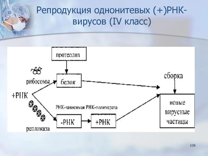 Минус рнк вирусы. Цикл репродукции РНК + вирусов. Репродукция плюс однонитевых РНК вирусов. Репродукция двунитевых РНК вирусов. Этапы репродукции вирусов.