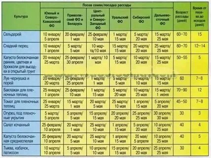 Как выращивать овощи, ягоды, зелень: рассада, посадка