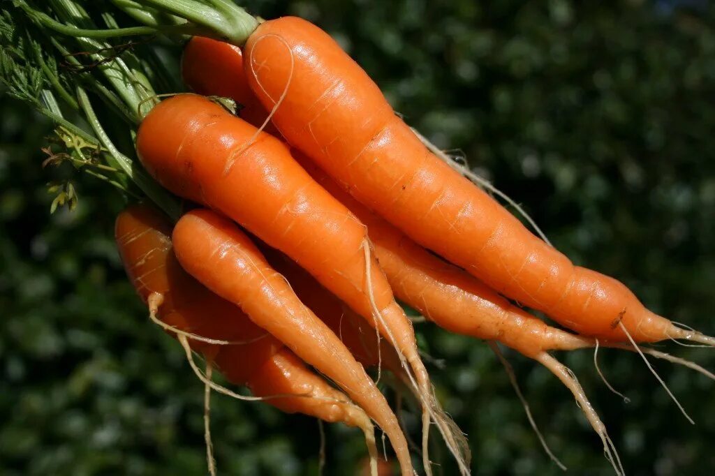 Carrot vegetable. Корнеплод моркови. Морковь посевная. Белая морковь. Овощи морковка.