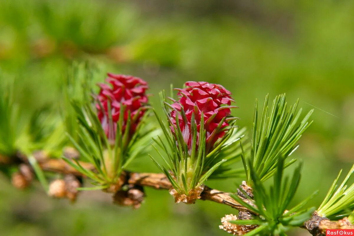 сайты лиственницы. сибирский кедр сибирская пихта. лиственница сибирская шишки. уральская лиственница. ).
