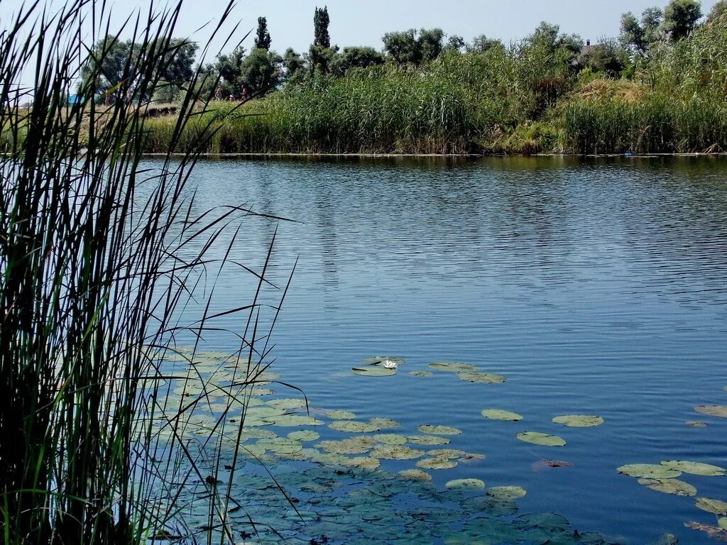 Село новая Усмань. Село новая Усмань Воронежская область. Новая Усмань Воронеж. Природа села новая Усмань Воронежская область.