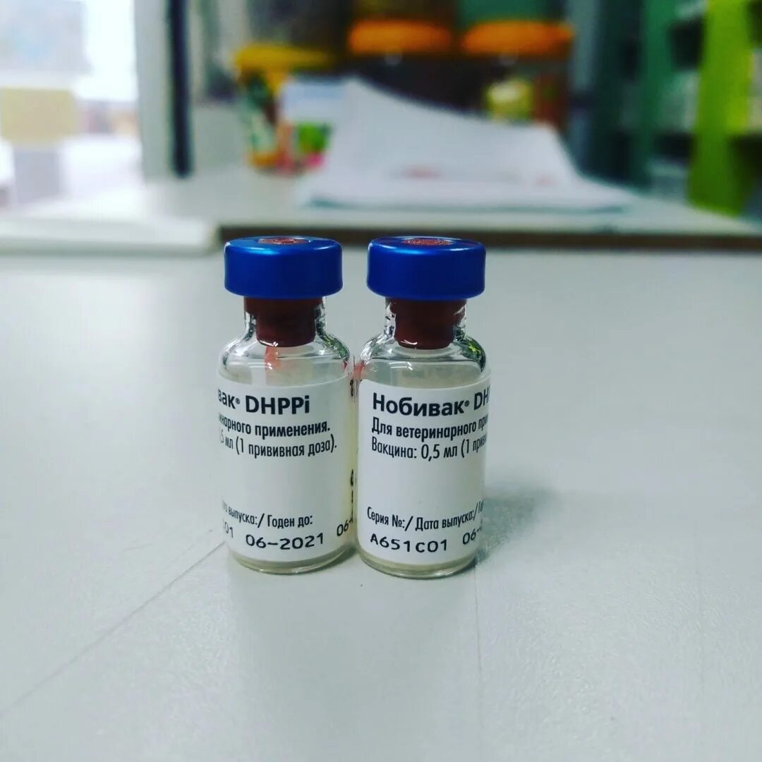 Комплексная вакцина нобивак для собак. Нобивак dhppi rl для собак. Комплексная вакцина нобивак для собак. Комплексная вакцина для собак нобивак. Нобивак для собак 2 прививка.
