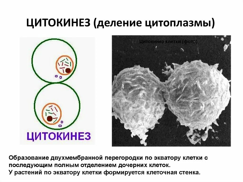 Расположение хромосом в цитоплазме клетки происходит Фотографии РИБОСОМЫ РАСПОЛАГАЮТСЯ В ЦИТОПЛАЗМЕ