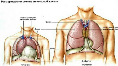 Железа в грудине