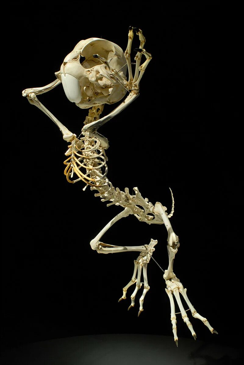 Скелет попугая. Скелеты животных.