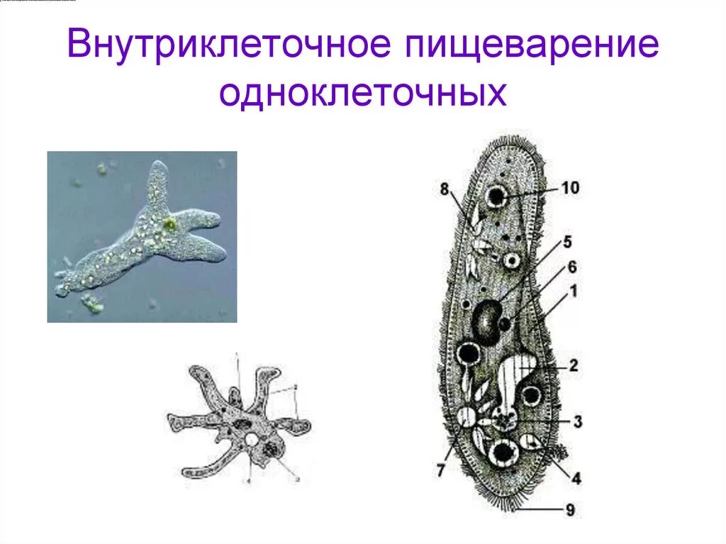 Покрытосеменные одноклеточные. Пищеварительная система одноклеточных животных. Система пищеварения одноклеточных животных. Пищеварительная вакуоль у одноклеточных. Строение пищеварительной системы у одноклеточных.