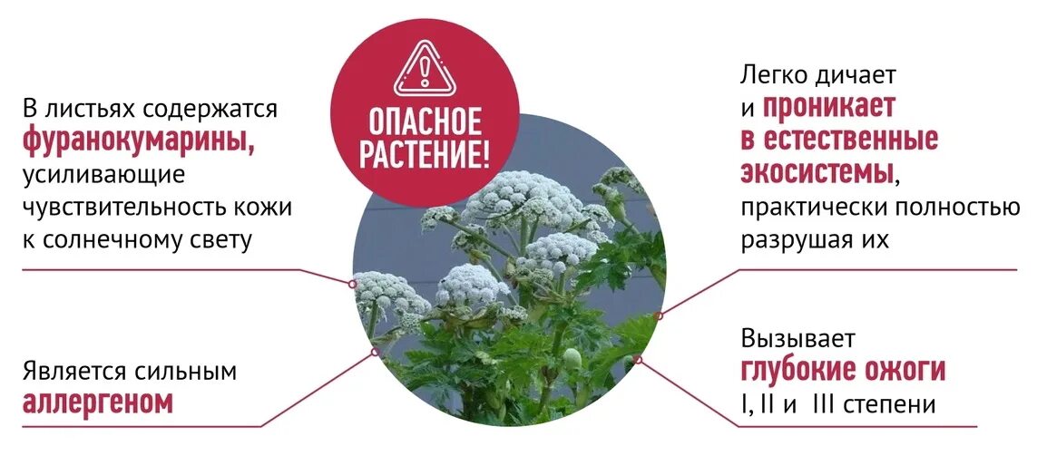 Борщевик. Настойка корня борщевика. Препараты из борщевика. Обработка борщевика гербицидами. Борщевик сосновского побеги.