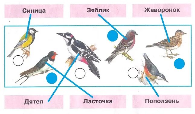 Зимующие птицы окружающий мир 1 класс рабочая тетрадь. Гдз окружающий мир 1 класс рабочая тетрадь 2 часть где зимуют птицы. Окружающий мир 1 класс рабочая тетрадь птицы. Окружающий мир 1 класс птицы рабочая.