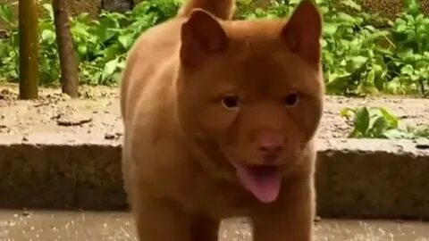 Собака похожая на кошку