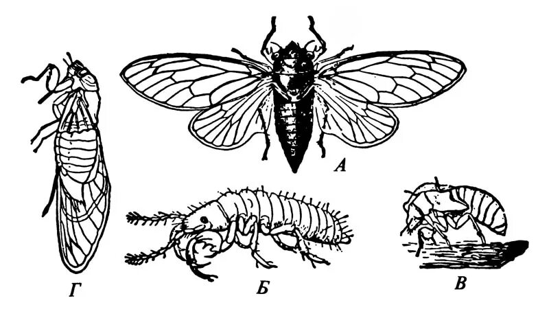 Цикада превращение полное. Цикл развития цикады. Имаго цикады. Жизненный цикл цикады схема. Цимбалы у цикад.