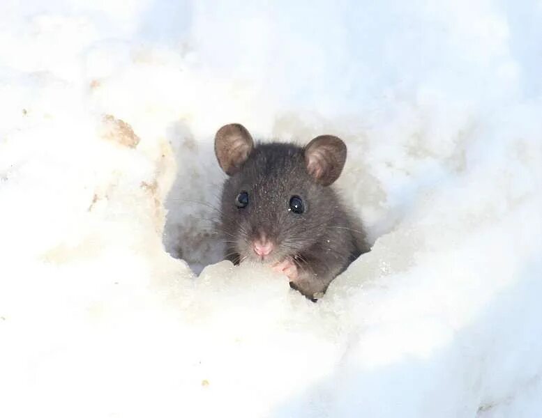 Мышь полевка зимой. Мышь зимой. Мышь в снегу. Мышь полевка норки. Мышка зимой.