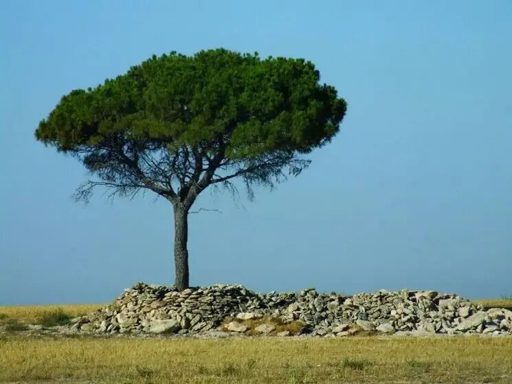 Пиния это. Пиния (Pinus pinea). Дерево Pinus pinea. Сосна итальянская Пиния. Итальянские сосны пинии в Италии.